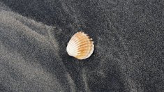 沙滩上精美绝伦的贝壳壁纸