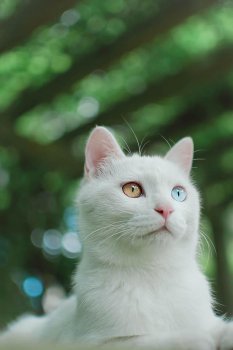 白色猫咪可爱小家伙锁屏壁